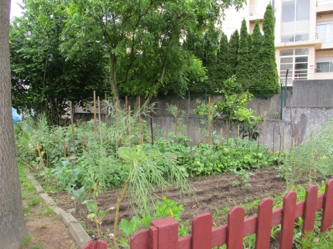 Panoramica geral da àrea da horta que está cultivada. Neste momento todo o espaço de cultivo está preenchido: alface,feijão, batatas, tomate, pepino, milho, favas, ervilhas e couves.